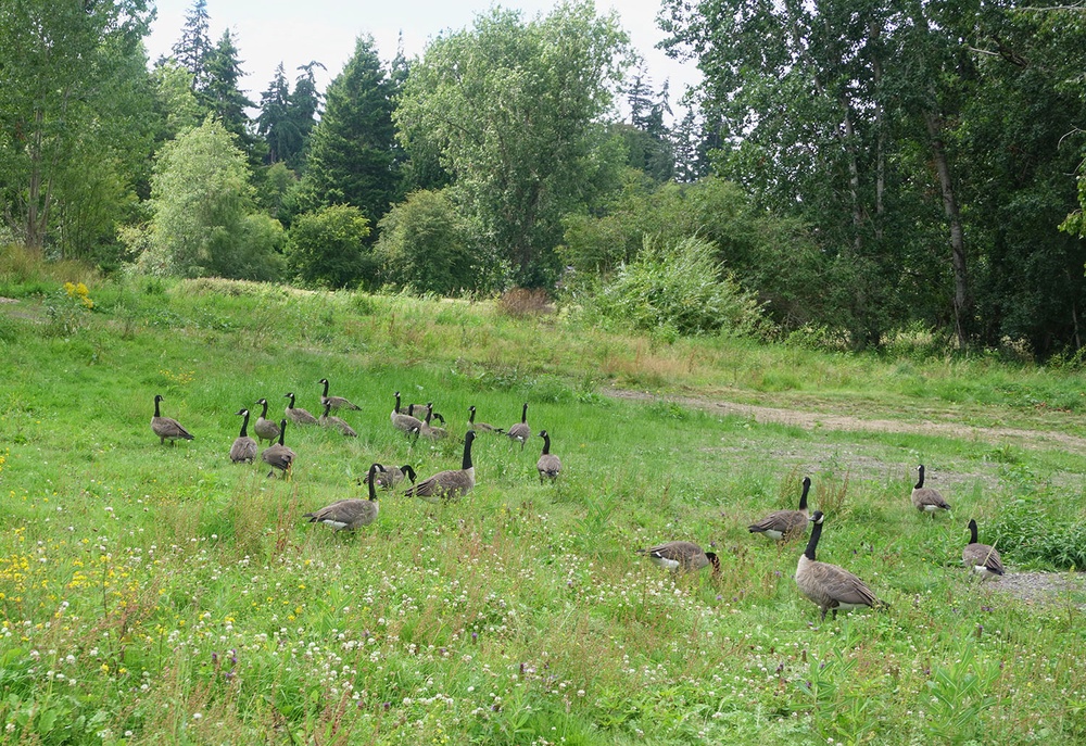 From a golf course to a home for wildlife — Washington · Project completed July 2024