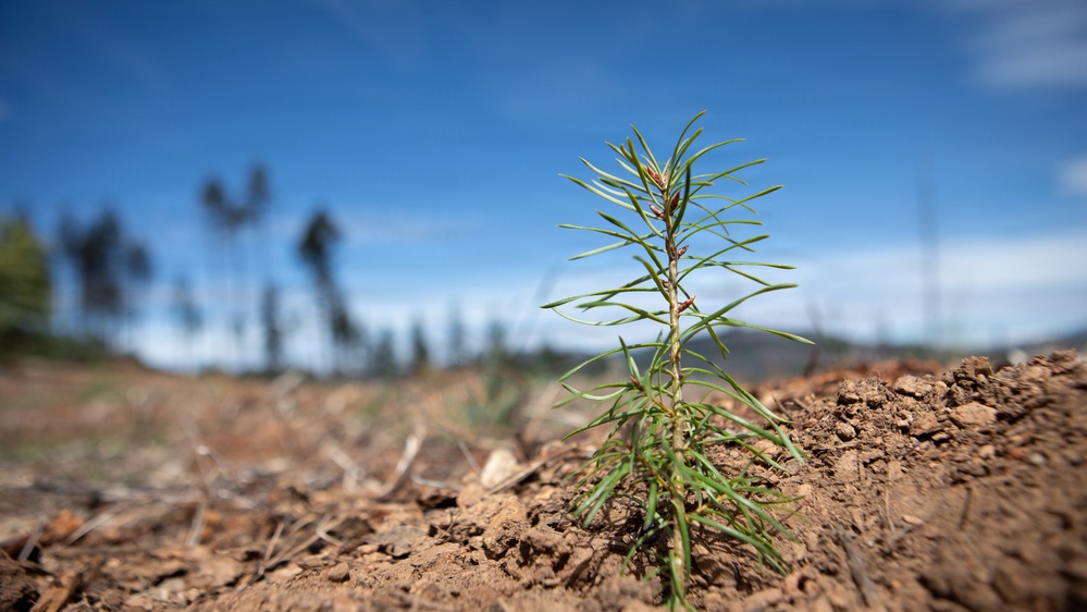 A newly planted conifer seedling grows amid the Ranch Fire burn scar near Clear Lake, California.