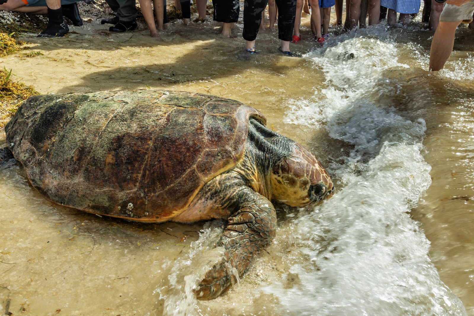 Timmy, a large loggerhead turtle, reaches the surf during her August 14, 2026 release in Key West.
