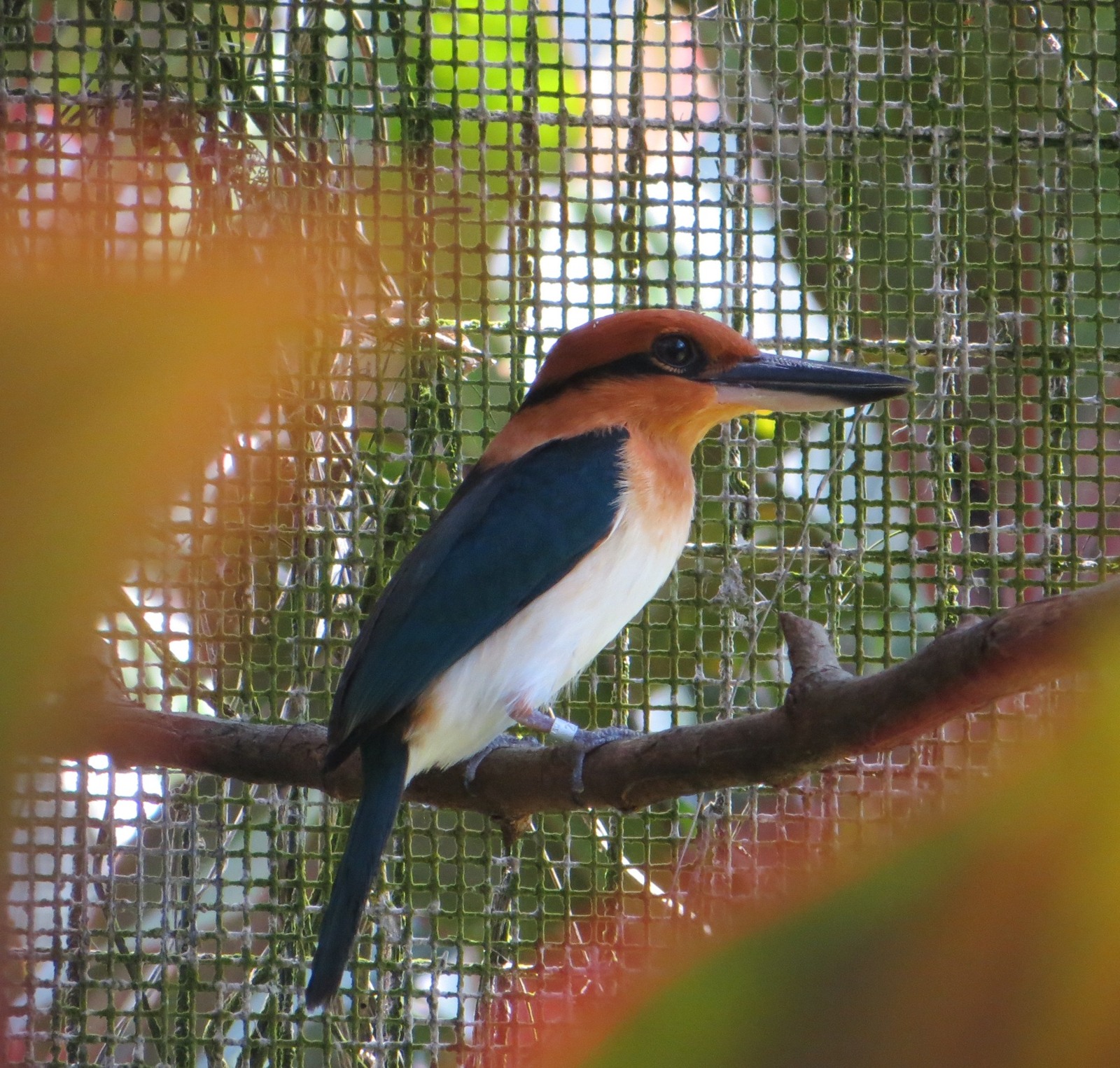 A sihek perches on a branch in care in a 2022 archive photograph.