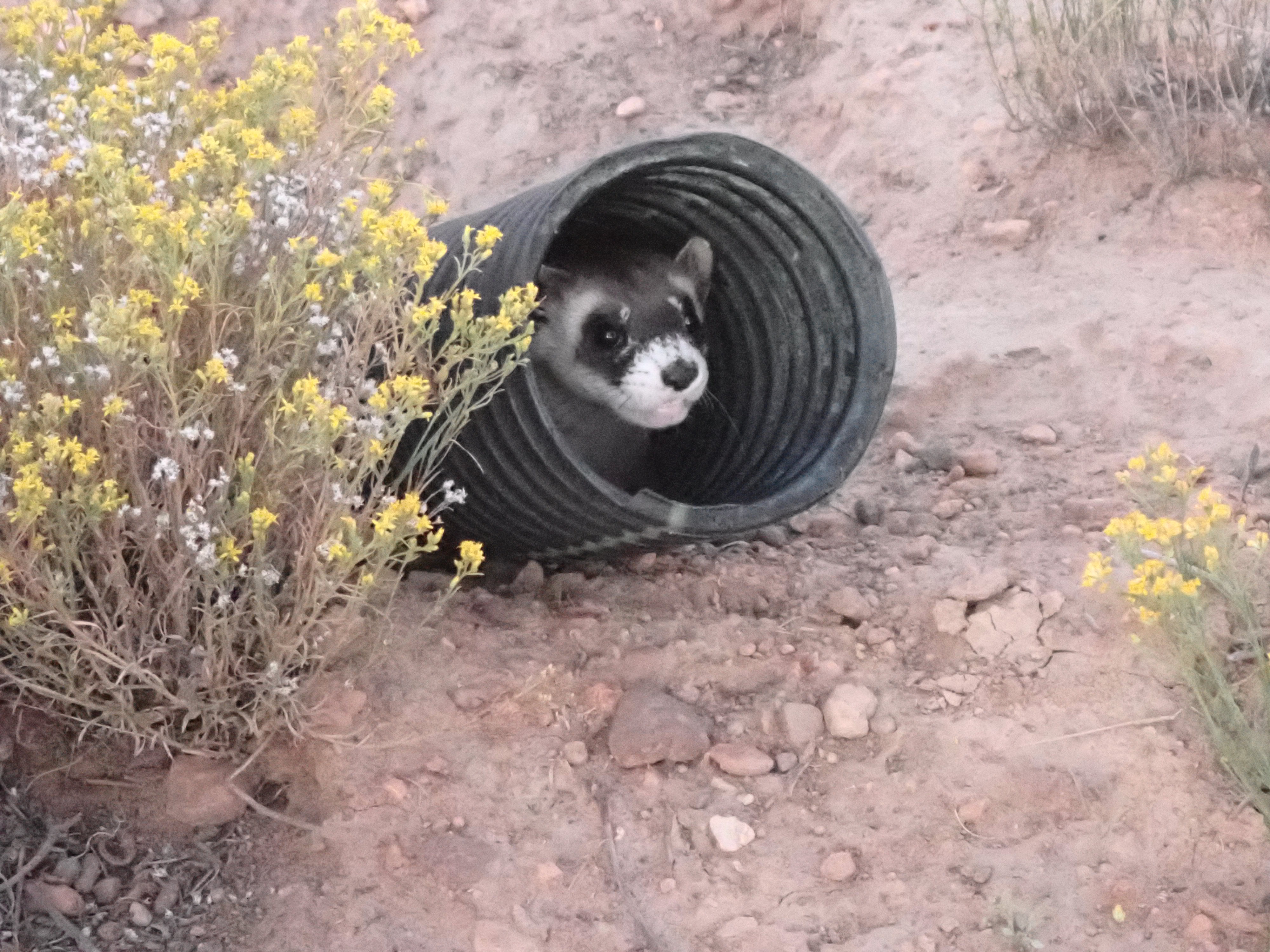 Arizona photo dates: March 10, 2026; Sept. 8, 2025. NPS moving footage is South Dakota recovery archive. Do not imply all media depicts the spring Arizona release.