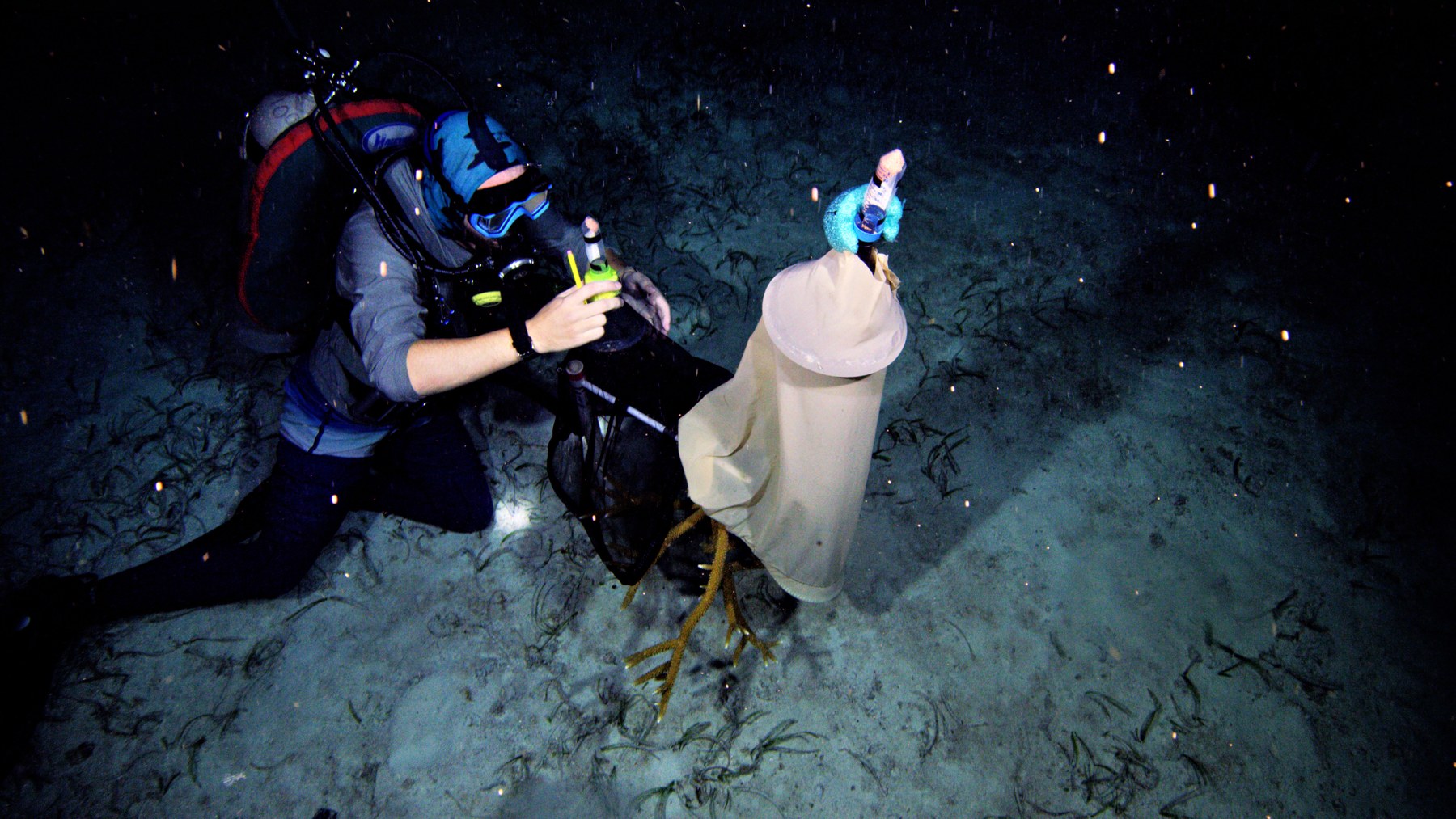 A diver works with a coral-spawn collection net at a Florida Keys nursery during summer 2026.
