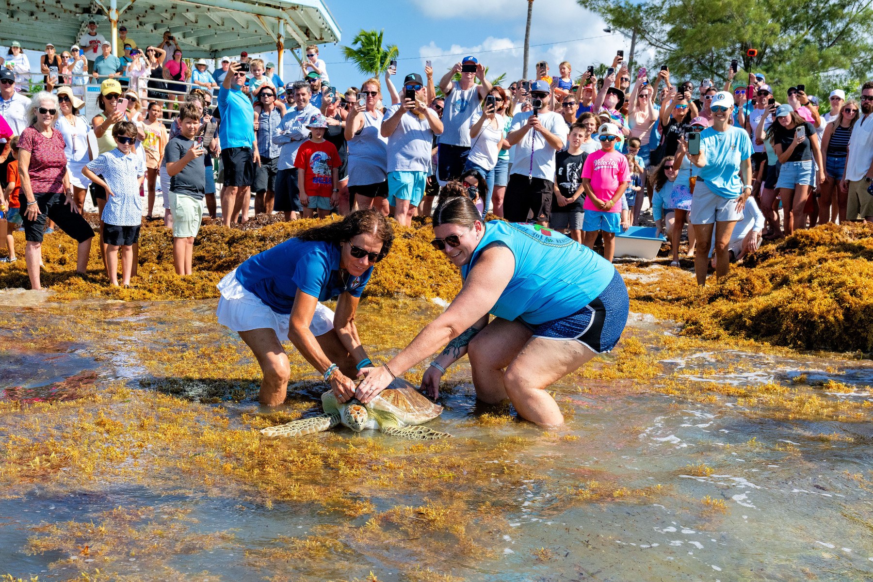 Lily J is released into the water at Higgs Beach as a crowd watches on May 23, 2026.