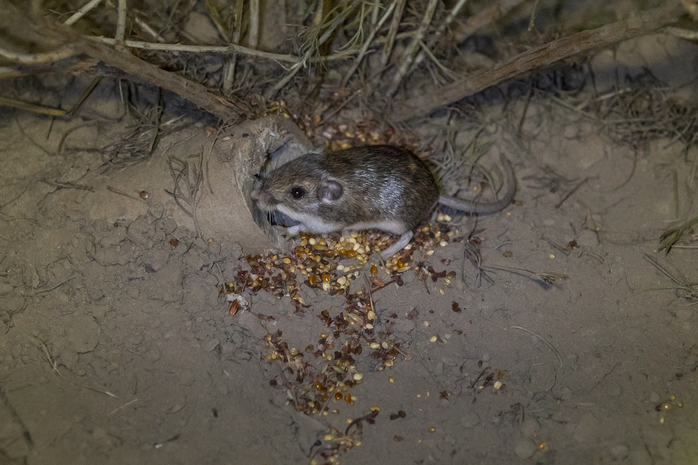 A Pacific pocket mouse beside its burrow and scattered seeds, photographed in 2017.
